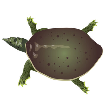 Soft shell turtle, amida , pelodiscus - Vector
