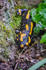 Feuersalamander ( Salamandra salamandra ).