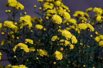 yellow flowers in spring
