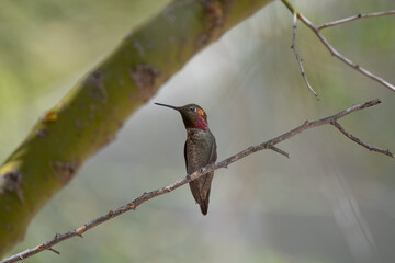 hummingbird in the Arizona desert
