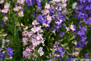 flowers in the field