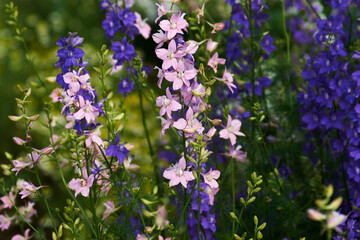 Fototapeta premium flowers in the garden