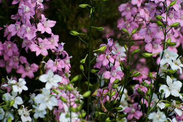 flowers in the garden
