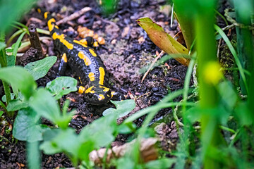 Feuersalamander ( Salamandra salamandra ).
