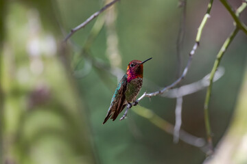 Hummingbird in a green desert tree