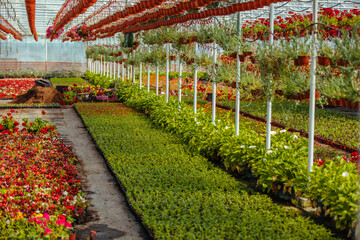 Greenhouse and flowers