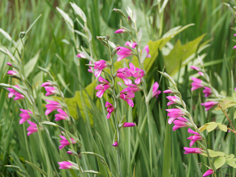 Gladiolus byzantinus | Gla&iuml;euls de Byzance ou gla&iuml;euls byzantins &agrave; fleurs rose-rouge magenta sign&eacute;es de blanc sur tige &agrave; longue feuilles vert moyen en forme de glaive