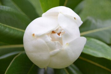 White Magnolia flower bud closed against leaves