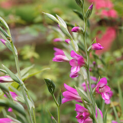 Gladiolus byzantinus | Glaïeul de Byzance ou glaïeul byzantin à fleurs rose-rouge magenta...
