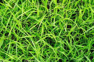 Green grass, high angle shot