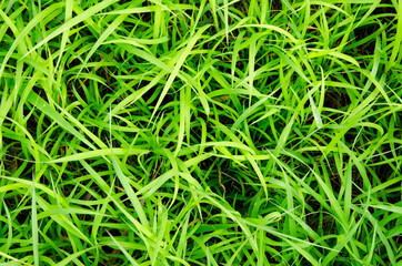 Green grass, high angle shot