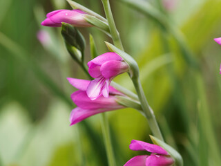 Gladiolus byzantinus | Glaïeul de Byzance ou glaïeul byzantin à fleurs rose-rouge magenta signées de blanc sur tige à longue feuilles vert moyen en forme de glaive