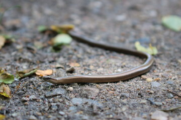 Blindschleiche (Anguis fragilis)