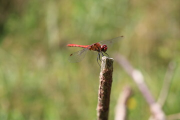 Blutrote Heidelibelle – Sympetrum sanguineum