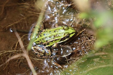 Moorfrosch
