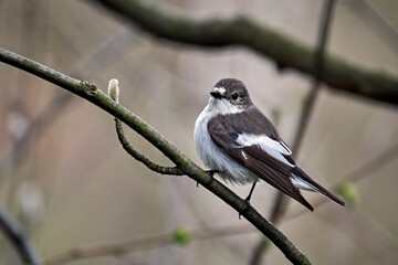 Trauerschnäpper ( Ficedula hypoleuca ).