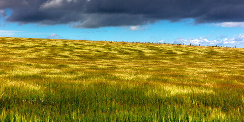 wind over the cornfield