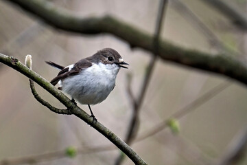Trauerschnäpper ( Ficedula hypoleuca ).