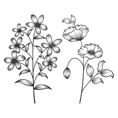 Hand drawn floral botanical wild flowers sketched pen and ink vector illustration.