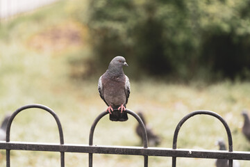 a lone pigeon sits on a metal fence in the afternoon against a background of green bushes