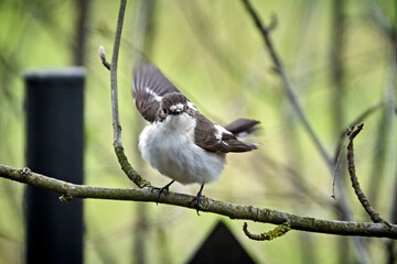 Trauerschnäpper ( Ficedula hypoleuca ).