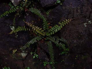 Obraz na płótnie Canvas The maidenhair spleenwort (Asplenium trichomanes) fern on the stone