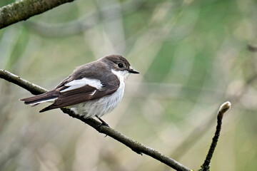 Trauerschnäpper ( Ficedula hypoleuca ).