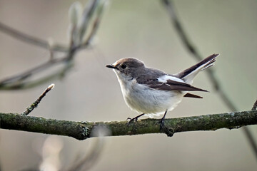 Trauerschn&auml;pper ( Ficedula hypoleuca ).
