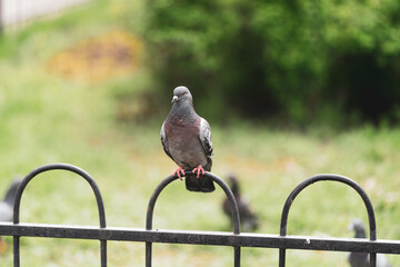 a lone pigeon sits on a metal fence in the afternoon against a background of green bushes