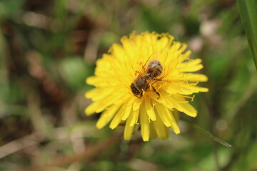 Sandbiene Andrena haemorrhoa