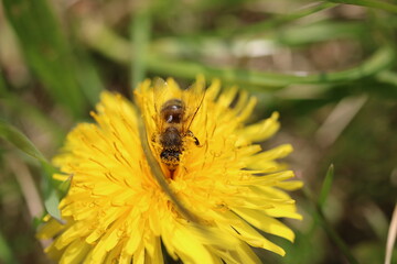 Sandbiene Andrena haemorrhoa