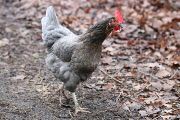 Huhn