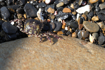 Hidden in the rocks, a small speckled crab on the seashore.