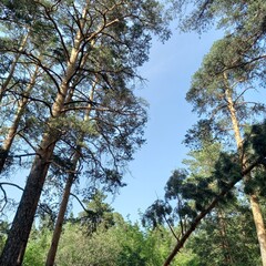 trees and sky