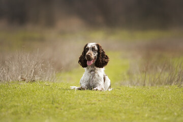 dog english springer spaniel running in the field