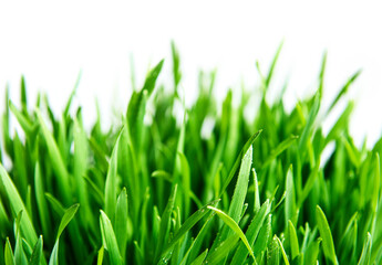 Fototapeta na wymiar Green grass on green background.