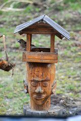 The common grosbeak (Latin Coccothraustes coccothraustes) and the House Sparrow (Latin Passer domesticus) sit in a wooden feeding trough. The relationship of two species of birds