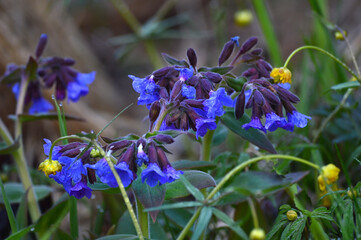 Lungwort (lat.Pulmonaria) is a perennial herbaceous medicinal plant with beautiful blue flowers. Blooms in the spring in the garden.