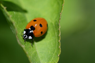 coccinelle