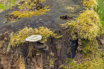 Old tree stump with moss and lichens