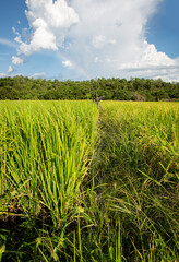 View of green rice filed. Thailand traditional rice farming. Organic rice paddy field.