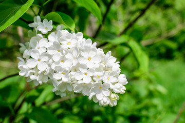 Close up of a group of fresh delicate small white flowers of Syringa vulgaris (lilac or common lilac) in a garden in a sunny spring day, floral background photographed with soft focus.