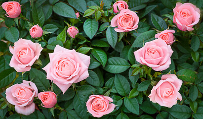 Background of a real rose bush with pink roses