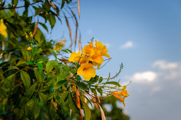 Obraz premium A yellow flower next to the house,Selective focus point