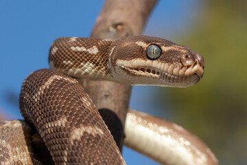 Close up of Australian Rough-scaled Python showing heat sensing pits