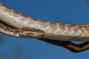 Fototapeta premium Close up of Australian Rough-scaled Python showing heat sensing pits