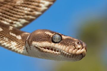 Close up of Australian Rough-scaled Python showing heat sensing pits