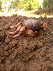 Red indian crab on the sand