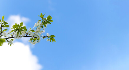 Beautiful white cherry flowers against the blue sky. Blooming trees in spring. Copy space. Banner.
