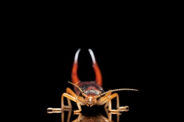 Earwig stunning pose stock photo